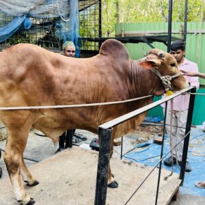 Deshi Shar Garu (Sl # 01)