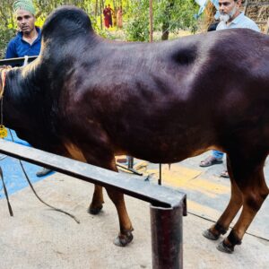 Deshi Shar Gaur (Sl # 13)