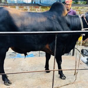 Deshi Shar Garu (Sl # 15)