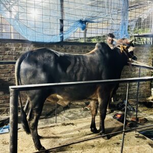 Deshi Shar Garu (Sl # 16)
