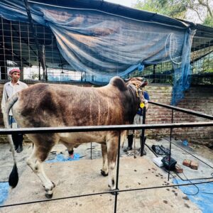 Deshi Shar Garu (Sl # 17)