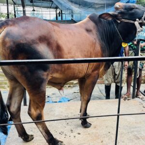 Deshi Shar Garu (Sl # 21)