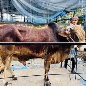 Deshi Shar Garu (Sl # 22)
