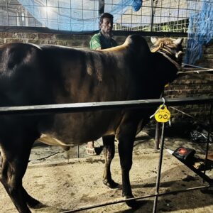 Deshi Shar Garu (Sl # 27)