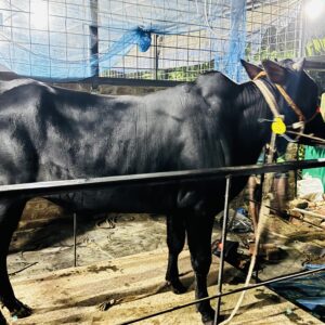 Deshi Shar Garu (Sl # 29)