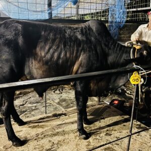 Deshi Shar Garu (Sl # 30)