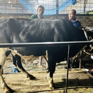 Deshi Shar Garu (Sl # 32)