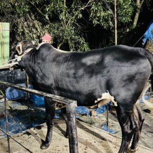 Deshi Shar Garu (Sl # 33)
