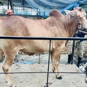 Deshi Shar Garu (Sl # 35)