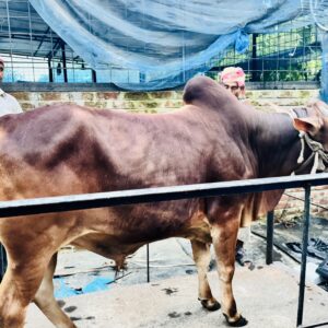 Deshi Shar Garu (Sl # 37)