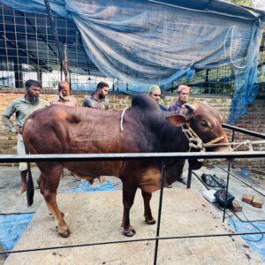 Deshi Shar Garu (Sl # 38)