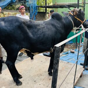 Deshi Shar Garu (Sl # 39)