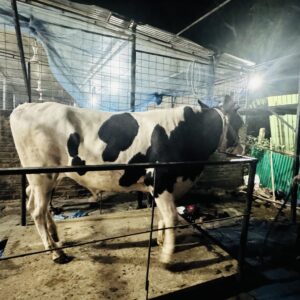 Deshi Shar Garu (Sl # 40)