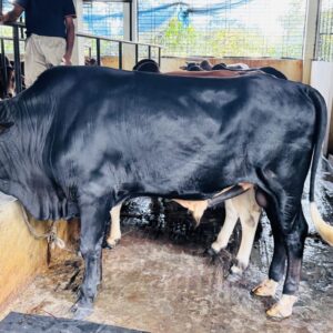 Deshi Shar Garu (Sl # 42)