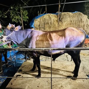Deshi Shar Garu (Sl # 43)