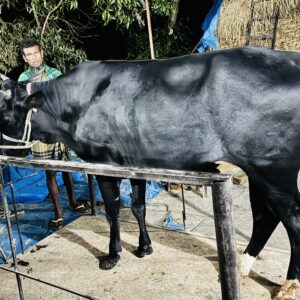 Deshi Shar Garu (Sl # 46)
