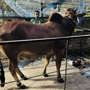 Deshi Shar Garu (Sl # 06)