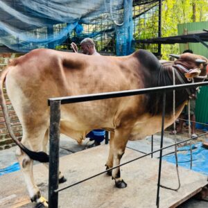 Deshi Shar Garu (Sl # 11)